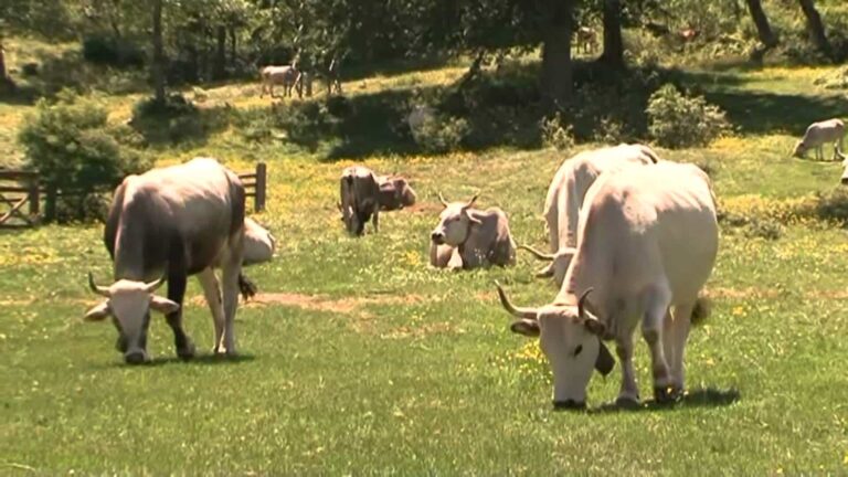 Linea Verde estate, le anticipazioni di oggi domenica 17 giugno 2018: la tappa in Basilicata