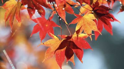 Equinozio d’autunno: cos’è e perché cade proprio oggi 23 settembre 2018