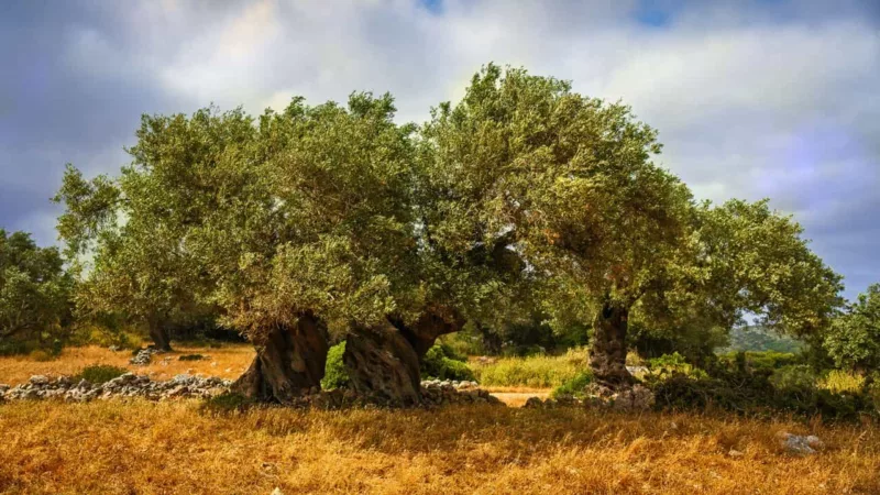 Linea Verde, le anticipazioni di domenica 16 settembre 2018: la tappa in Puglia!