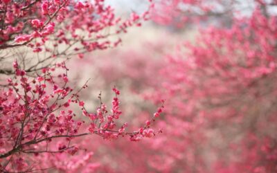 Equinozio di primavera: cos’è e perché cade proprio il 20 marzo 2019