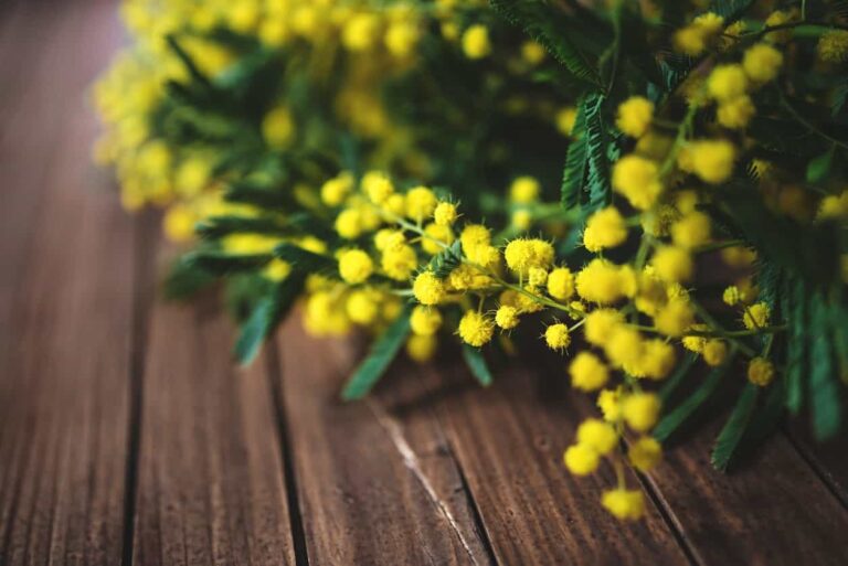 Festa della donna, oggi 8 marzo 2019: le origini e la storia