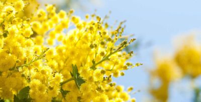 Festa della donna 2019, iniziative in Toscana: oltre 700mila mazzetti di mimosa per l'8 marzo 2019