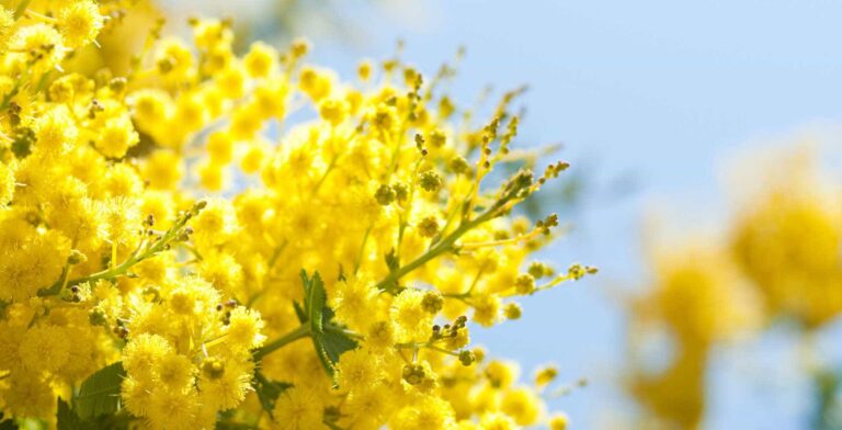 Festa della donna 2019, iniziative in Toscana: oltre 700mila mazzetti di mimosa per l'8 marzo 2019