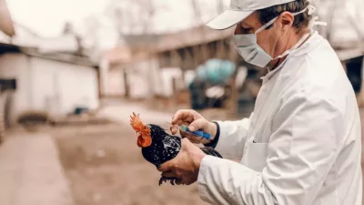 Influenza Aviaria, un morto in Messico il primo caso tra gli uomini