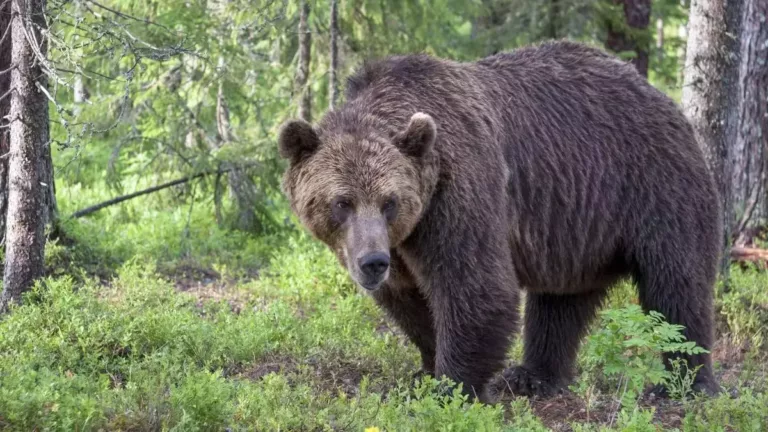 Orso Bruno